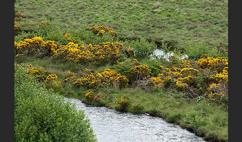 Stechginster (Ulex europaeus)