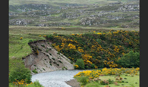 Stechginster (Ulex europaeus)