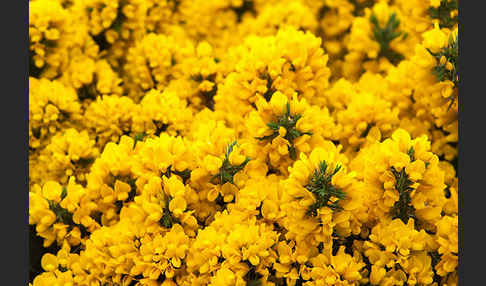 Stechginster (Ulex europaeus)