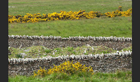 Stechginster (Ulex europaeus)