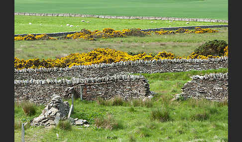 Stechginster (Ulex europaeus)