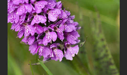 Geflecktes Knabenkraut Hybrid 2 (Dactylorhiza maculata x purpurella)