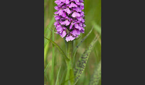 Geflecktes Knabenkraut Hybrid 2 (Dactylorhiza maculata x purpurella)