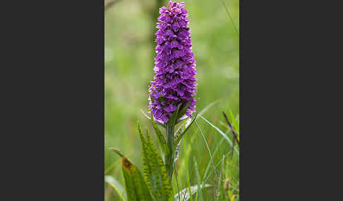 Geflecktes Knabenkraut Hybrid 2 (Dactylorhiza maculata x purpurella)