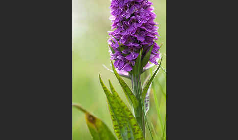 Geflecktes Knabenkraut Hybrid 2 (Dactylorhiza maculata x purpurella)