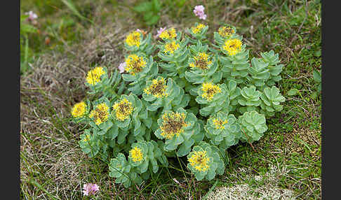 Rosenwurz (Rhodiola rosea)