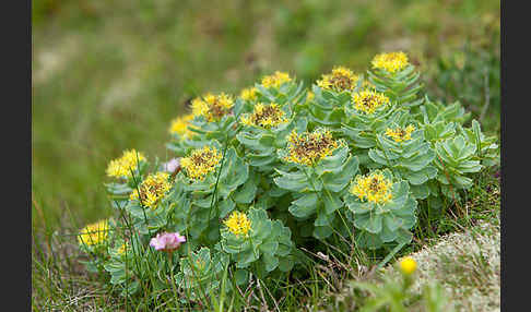 Rosenwurz (Rhodiola rosea)