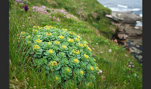 Rosenwurz (Rhodiola rosea)