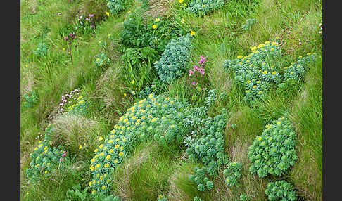 Rosenwurz (Rhodiola rosea)