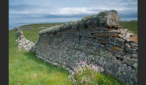 Gewöhnliche Grasnelke (Armeria maritima)