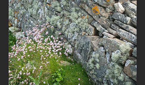 Gewöhnliche Grasnelke (Armeria maritima)