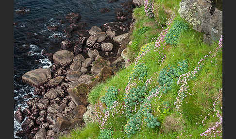 Rosenwurz (Rhodiola rosea)