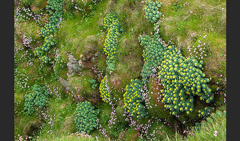 Rosenwurz (Rhodiola rosea)