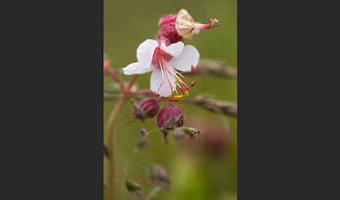 Wiesen-Storchschnabel (Geranium pratense)