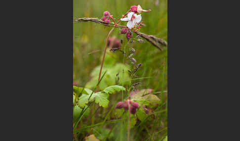 Wiesen-Storchschnabel (Geranium pratense)