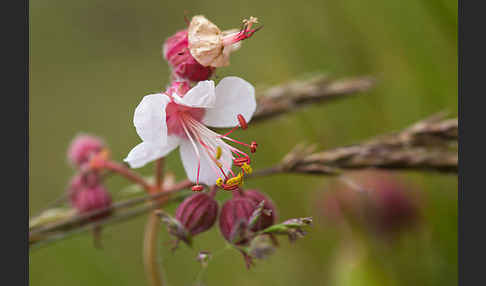 Wiesen-Storchschnabel (Geranium pratense)