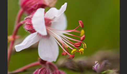 Wiesen-Storchschnabel (Geranium pratense)