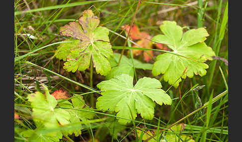 Wiesen-Storchschnabel (Geranium pratense)