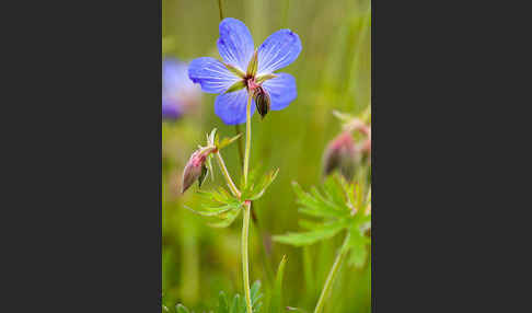 Wiesen-Storchschnabel (Geranium pratense)