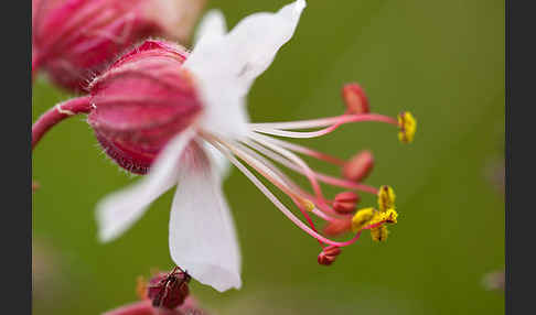 Wiesen-Storchschnabel (Geranium pratense)