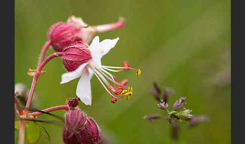 Wiesen-Storchschnabel (Geranium pratense)