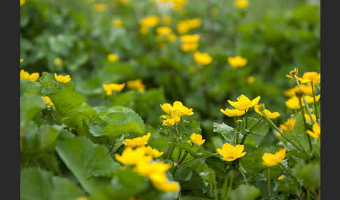 Sumpf-Dotterblume (Caltha palustris)