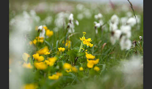 Sumpf-Dotterblume (Caltha palustris)