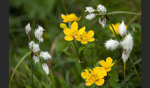 Sumpf-Dotterblume (Caltha palustris)