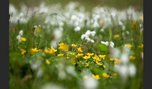 Sumpf-Dotterblume (Caltha palustris)