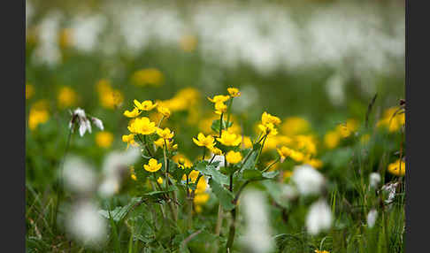 Sumpf-Dotterblume (Caltha palustris)