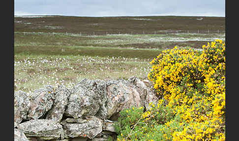 Stechginster (Ulex europaeus)