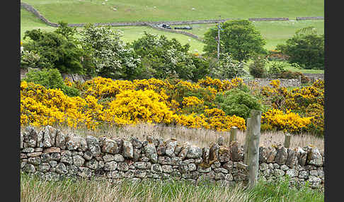 Stechginster (Ulex europaeus)