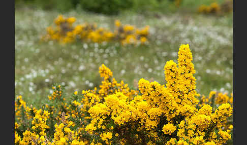 Stechginster (Ulex europaeus)