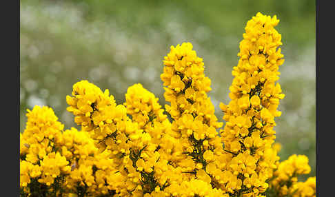 Stechginster (Ulex europaeus)