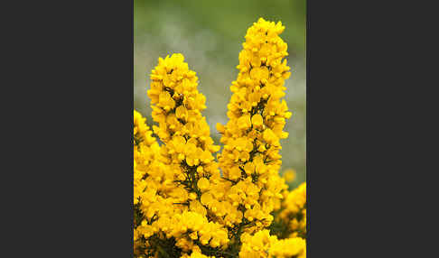 Stechginster (Ulex europaeus)