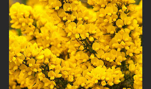 Stechginster (Ulex europaeus)