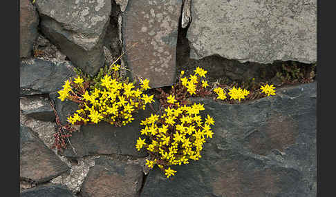 Mauerpfeffer (Sedum spec.)