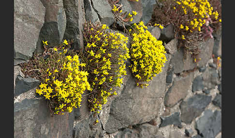 Mauerpfeffer (Sedum spec.)