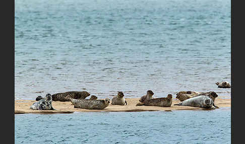 Kegelrobbe (Halichoerus grypus)