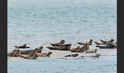 Seehund (Phoca vitulina)