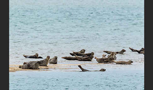 Seehund (Phoca vitulina)