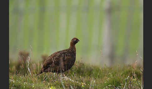 Moorschneehuhn (Lagopus lagopus)