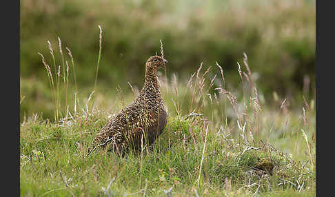 Moorschneehuhn (Lagopus lagopus)