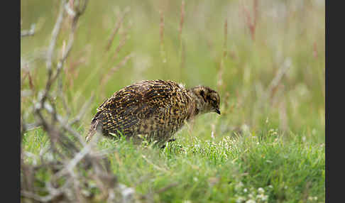 Moorschneehuhn (Lagopus lagopus)