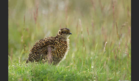 Moorschneehuhn (Lagopus lagopus)