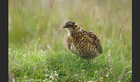 Moorschneehuhn (Lagopus lagopus)