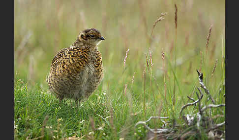 Moorschneehuhn (Lagopus lagopus)