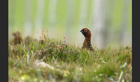 Moorschneehuhn (Lagopus lagopus)