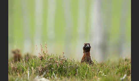 Moorschneehuhn (Lagopus lagopus)