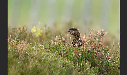 Moorschneehuhn (Lagopus lagopus)